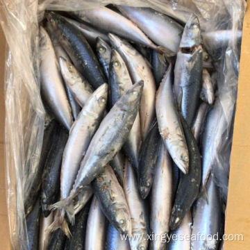 Froen Whole Round Mackerel 80-120